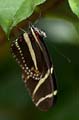 047 Zebra-Falter - Heliconius charitonius